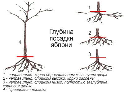 Шаги посадки яблони в землю