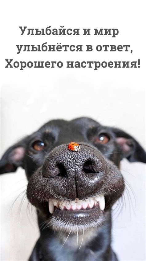 Широко улыбайся – и мир улыбнется в ответ
