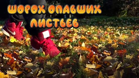 Шорох листьев под ногами