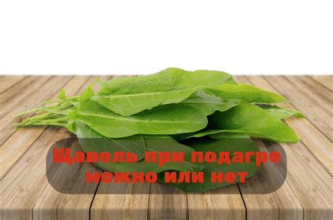 Щавель при подагре: полезное действие для заболевания