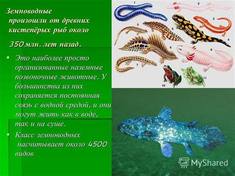 Эволюционная связь человека с водной средой
