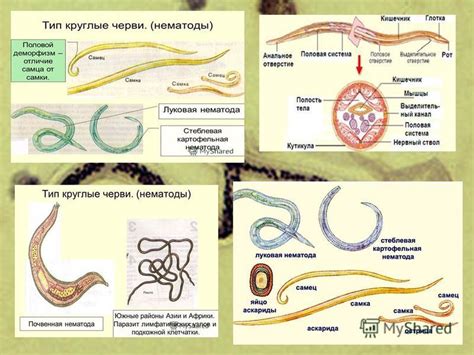 Эволюционный аспект: появление полости тела у круглых червей