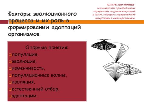 Эволюция адаптаций