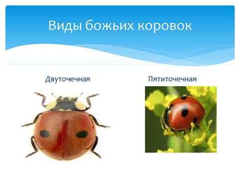 Экологическая роль пробуждающихся божьих коровок