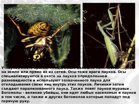 Экологическое значение пауков и их влияние на популяцию насекомых