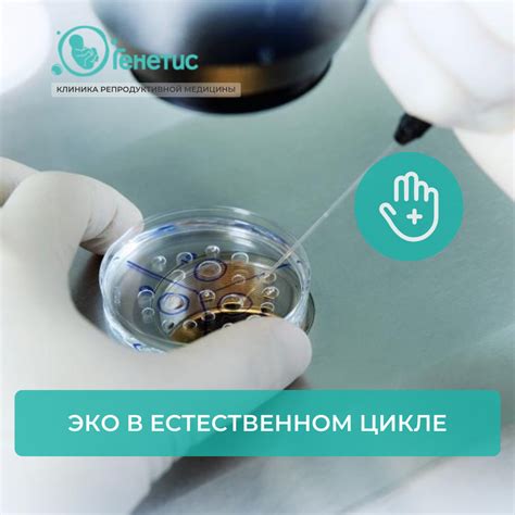 Эко в естественном цикле: основные этапы и принципы