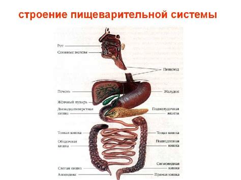 Эманера и система пищеварения