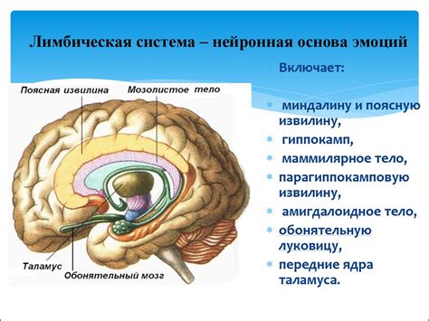 Эмоции и слезы: физиология процесса