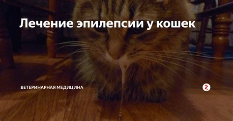 Эпилепсия у кошек: как помочь при приступе