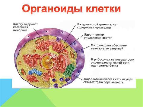 Эстетический вид и дизайн клетки