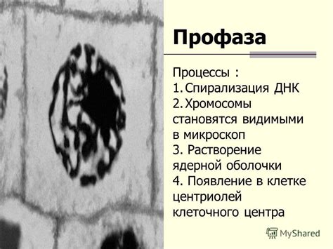 Этапы на которых становятся видимыми хромосомы в клетке