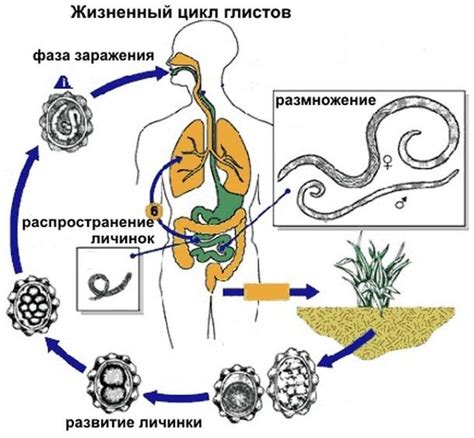 Эффективное лечение глистов в матке