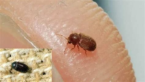 Эффективные методы борьбы с кожеедами
