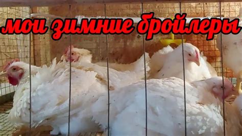 Эффективные методы профилактики падения на ноги у бройлеров