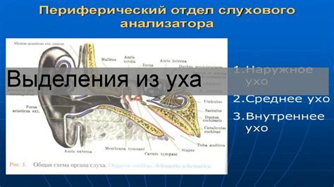Эффективные способы лечения оттока жидкости из уха