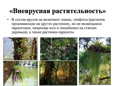 Ягодичная растительность