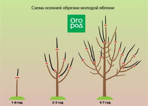  Важность правильного времени обрезки для развития яблони 