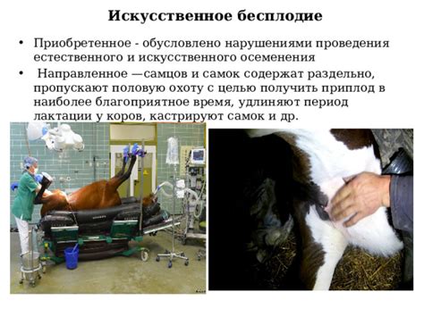  Возраст самцов и самок для покрытия 