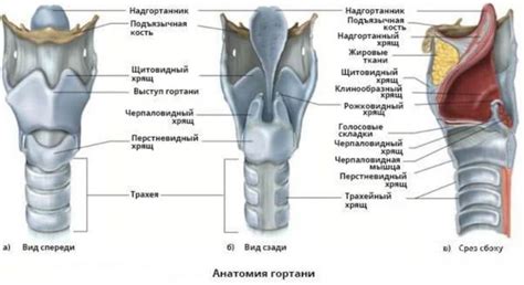  Диагностика хриплого голоса 