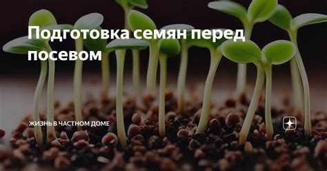  Подготовка семян перед посевом 