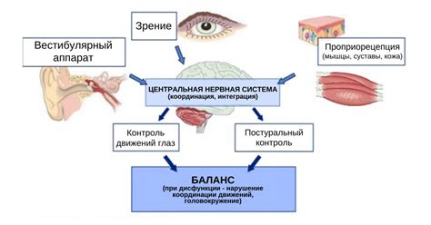  Постуральные особенности 