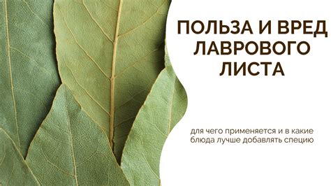  Преимущества добавления лаврового листа в уху при варке 