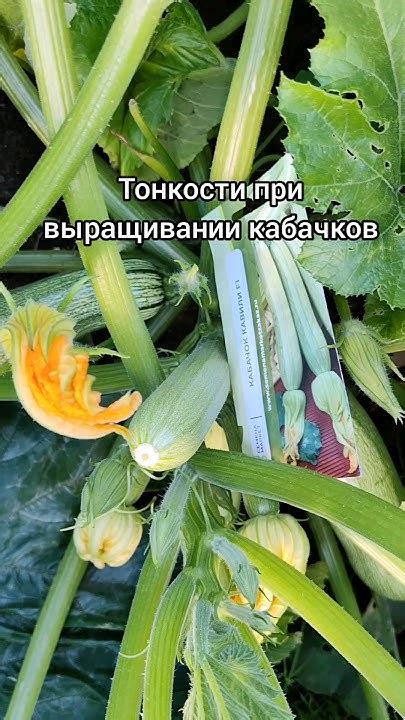  Применение укрытий при выращивании кабачков 