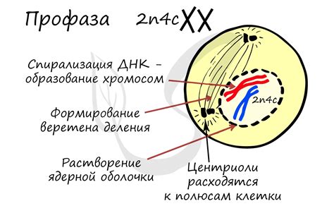  Профаза 