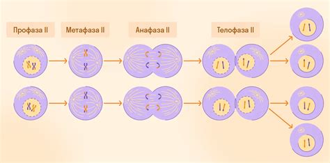  Профаза II 