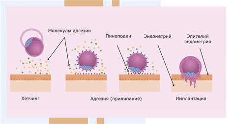  Процесс имплантации эмбрионов у коровы 