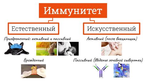  Роль вакцинации и иммунитета 