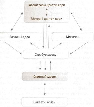  Становление двигательных нервных центров 