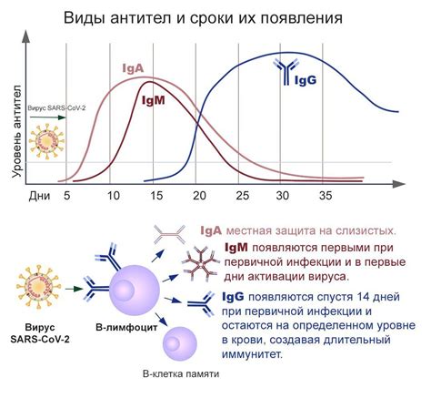 COVID-19 и антитела IgG